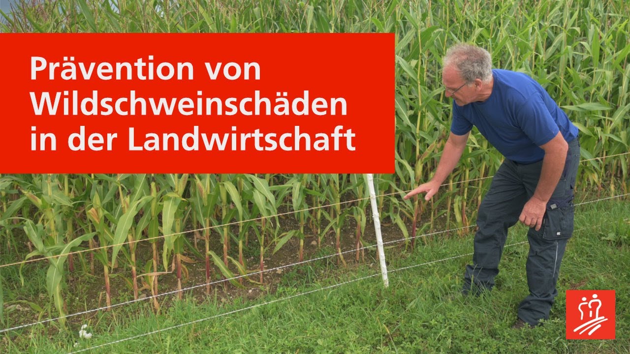 Prävention von Wildschweinschäden in der Landwirtschaft