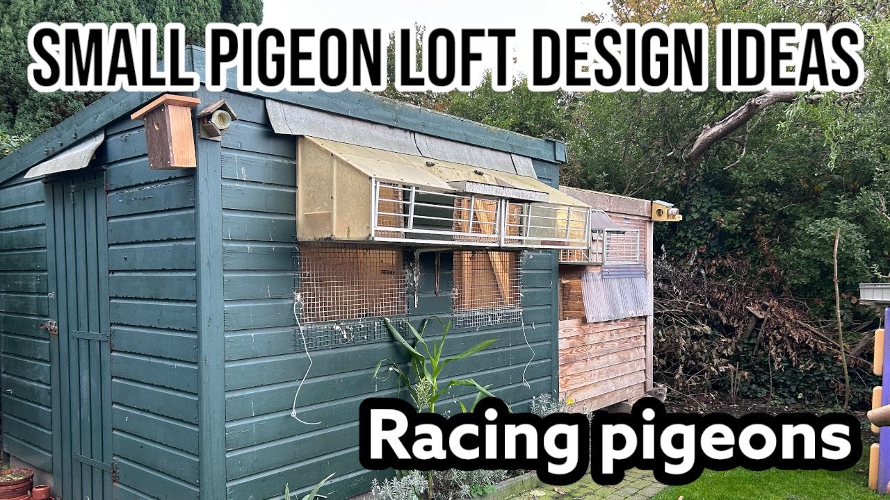 Small pigeon loft design ideas | My loft | Racing pigeons |