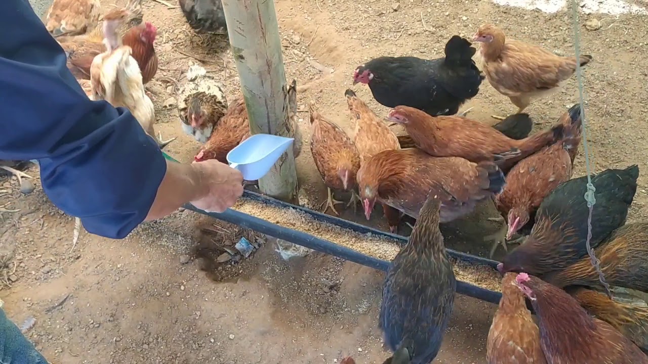تربية الدجاج البلدي. كم وجبة تعطى للقطيع في اليوم مع بعض النصائح