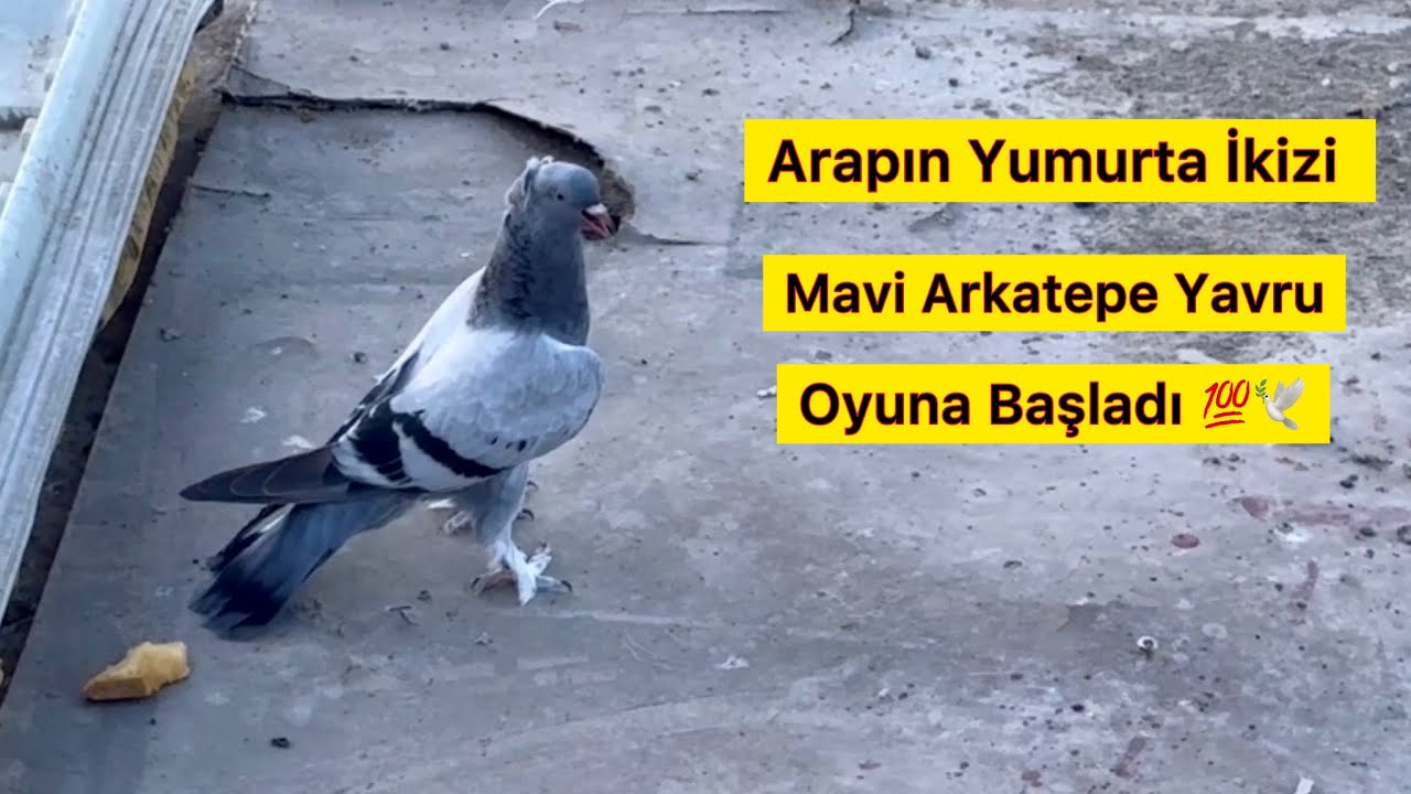 KANADI AÇILAN MAVİ ARKATEPE OYUNA BAŞLAMIŞ - Taklacı Güvercin Oyunkuşu