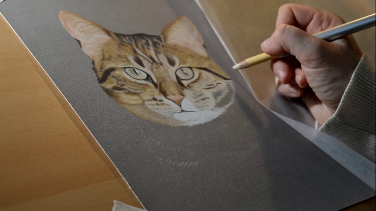 FUJI. Chat au pastel sec sur Pastelmat  Cat in pastel pencils on Pastelmat.Artiste peintre animalier