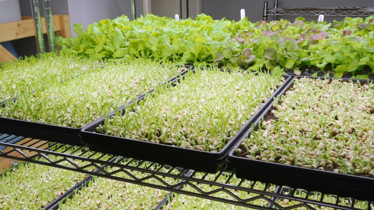 Which Soil is Best for Growing Microgreens