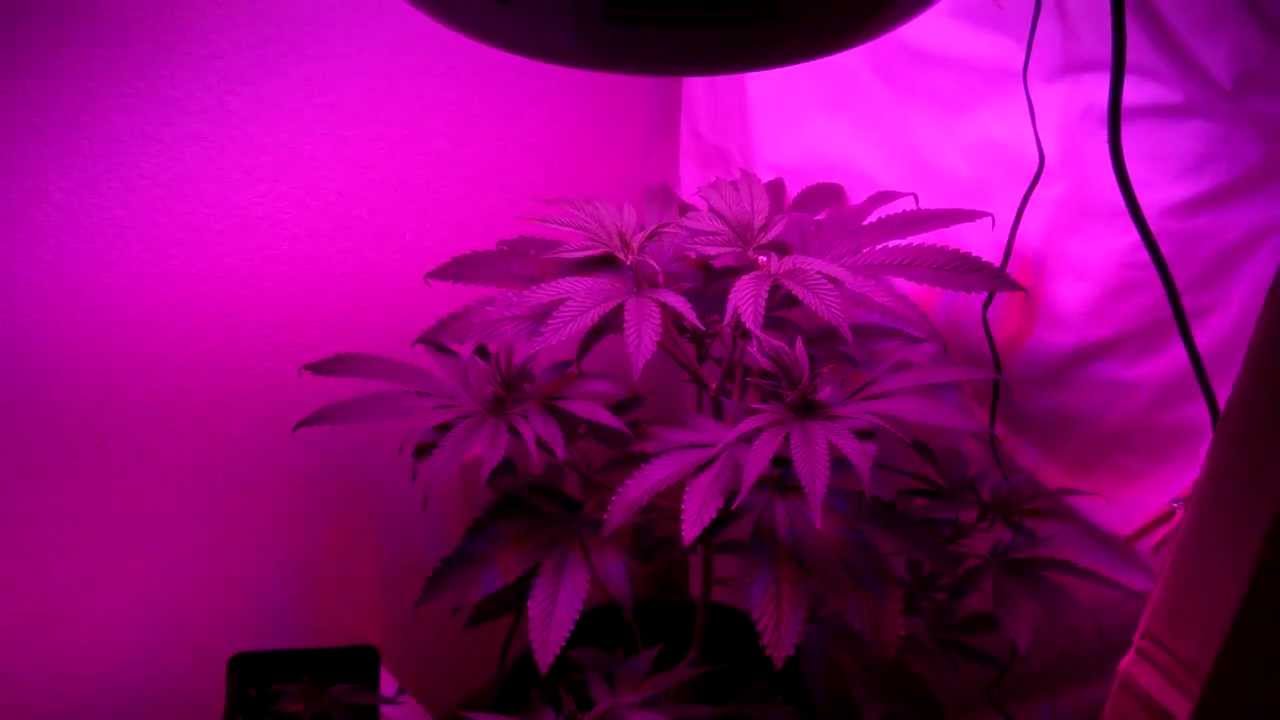 BLACK BUBBA KUSH Vegging out w/ 90W LED UFO lighting system .::HD::.