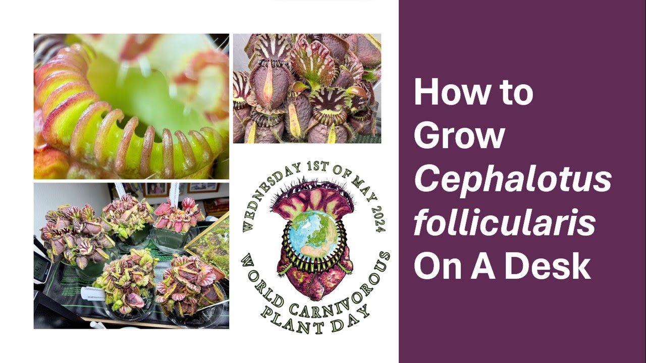 How to Grow Cephalotus follicularis On A Desk - Jeff Kung
