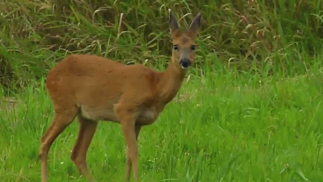 Laveiende jonge reegeit (smalree) - Grazing young female roedeer