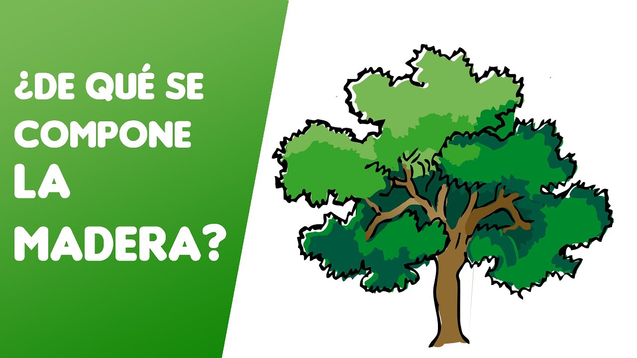 De Qué Se Compone La MADERA