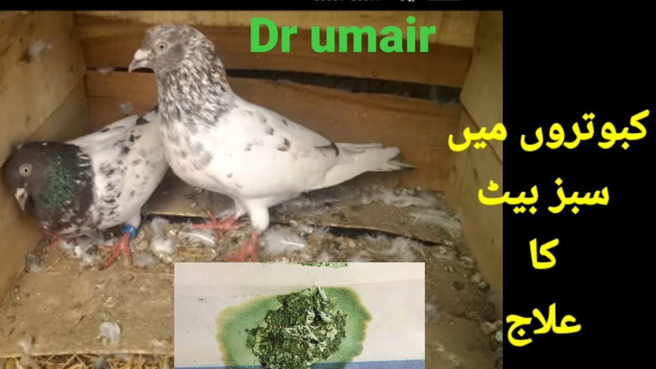 kabutaron ma Rani khet Ka ilaj||ND in pigeon treatment|| کبوتروں میں سبز اور سفید بیٹوں کا علاج|
