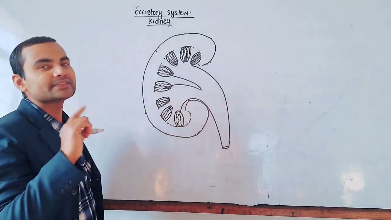 Kidney 