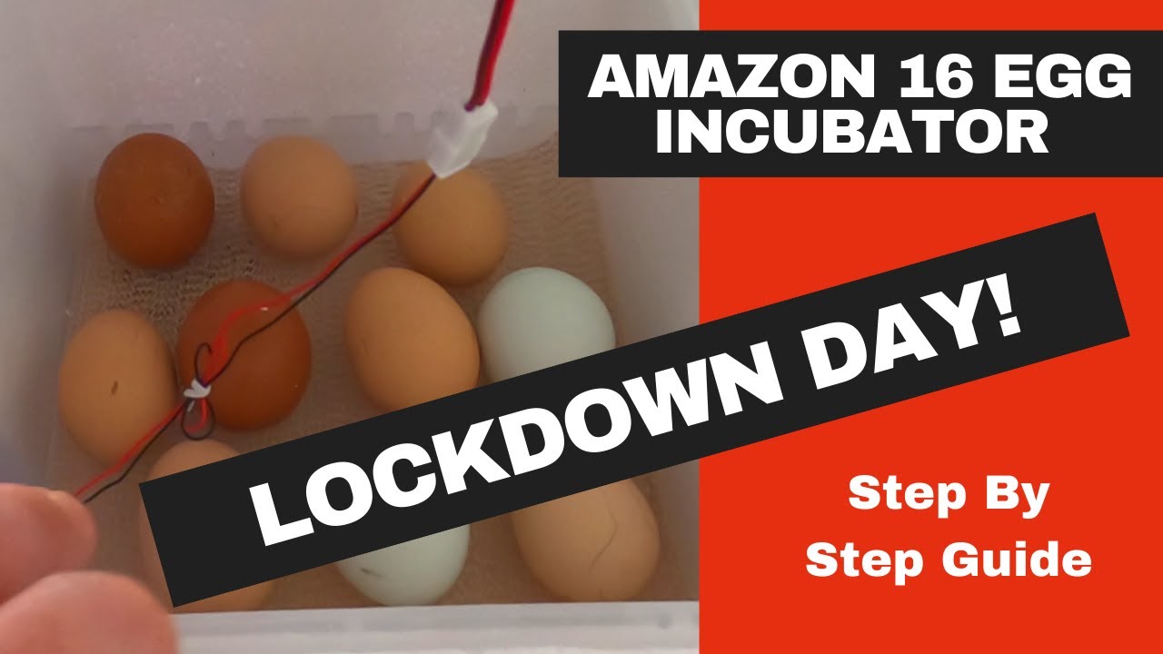 Новости от Egg-cellent: инкубатор Amazon на 16 яиц закрыт!