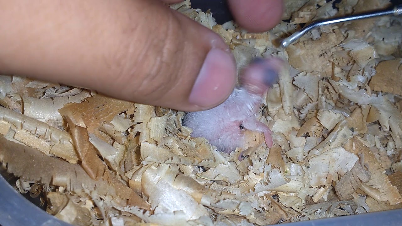 Calopsita recém-nascida 1° dia de vida/cuidados