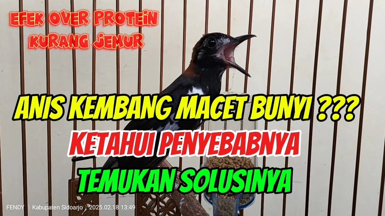 Macet Bunyi Pada Anis Kembang, Penyebab dan Solusinya Khususnya Kasus Kelebihan Protein