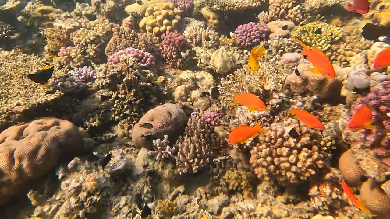 Barriera Corallina Hurghada - Snorkeling