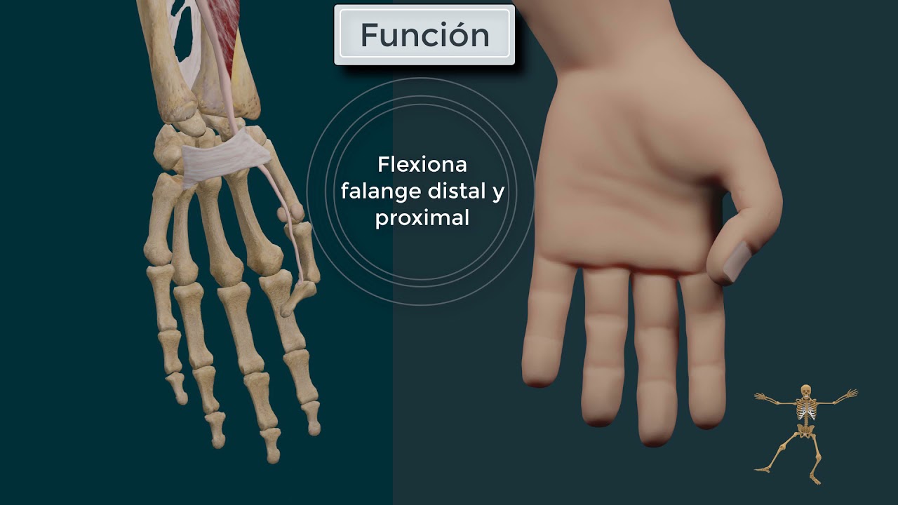 Flexor Largo del Pulgar. Origen, Inserci&oacute;n, Funci&oacute;n e Inervaci&oacute;n