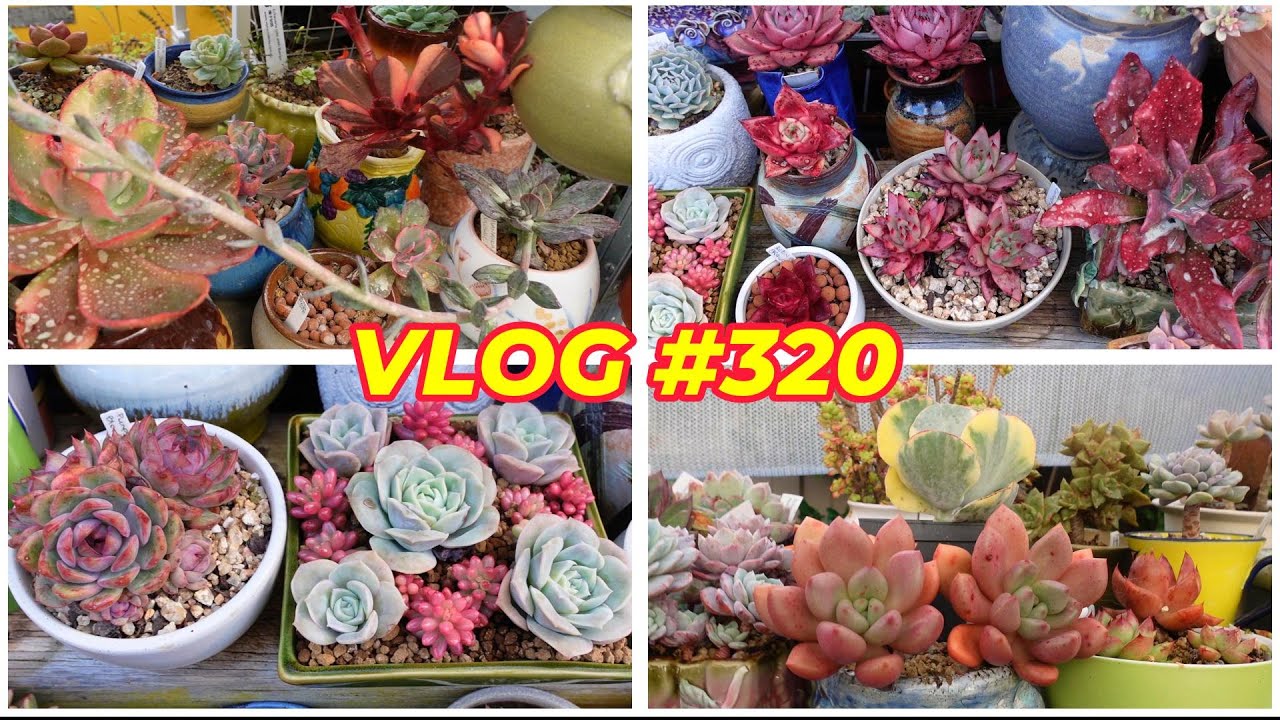 MY SUCCULENTS B4 I GO | VLOG 