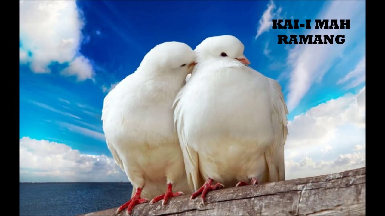 MANUK ACANG