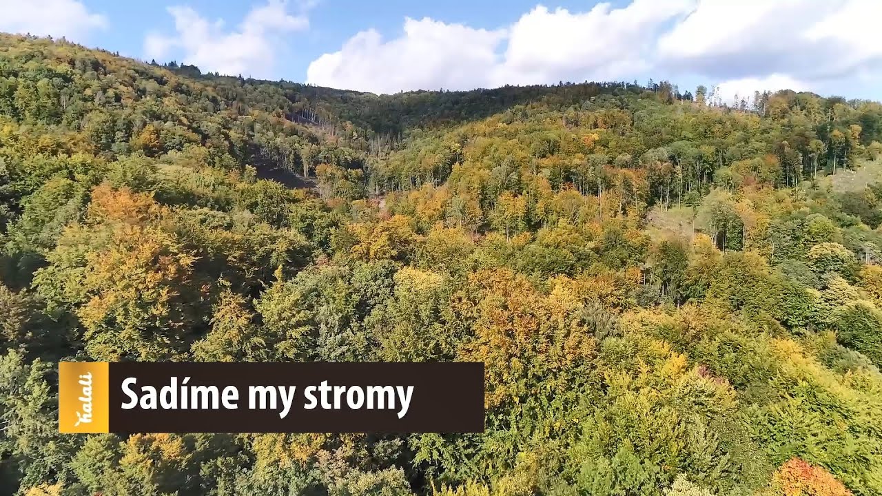 Sadíme my stromy
