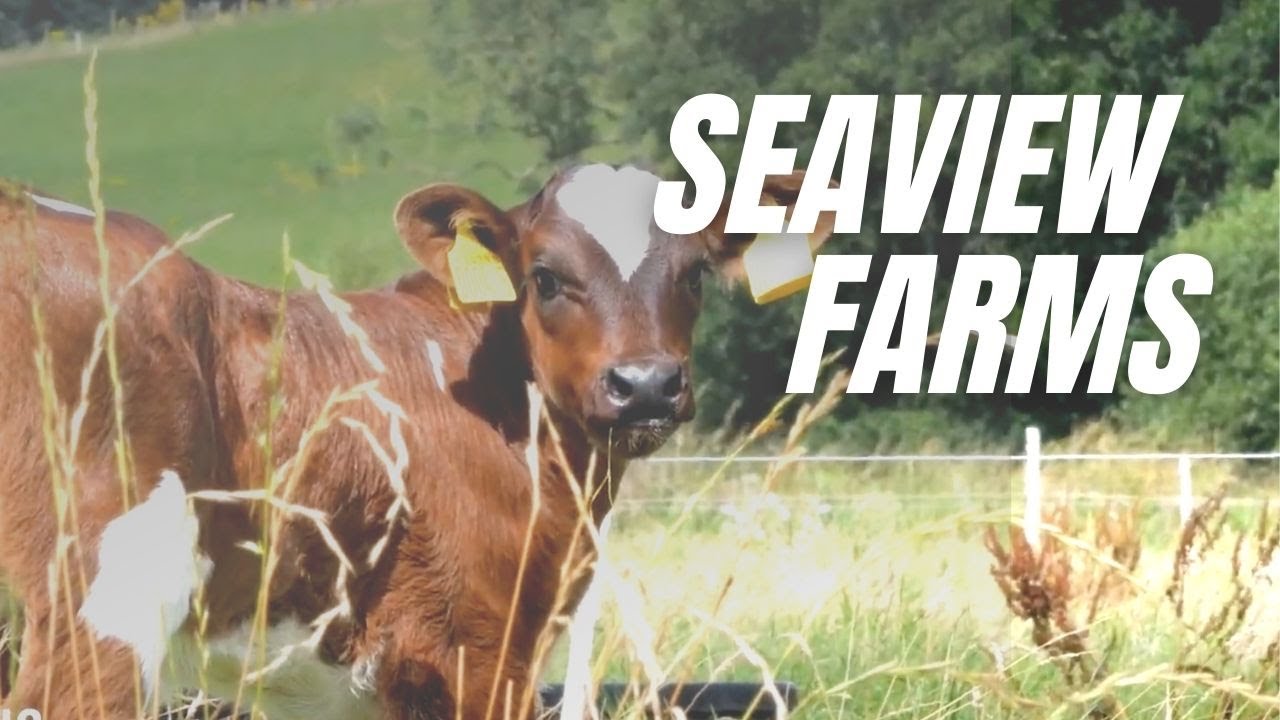 Seaview Farms | Northern Ireland Food | Meat Production | Food Industry | Farm to Table Food
