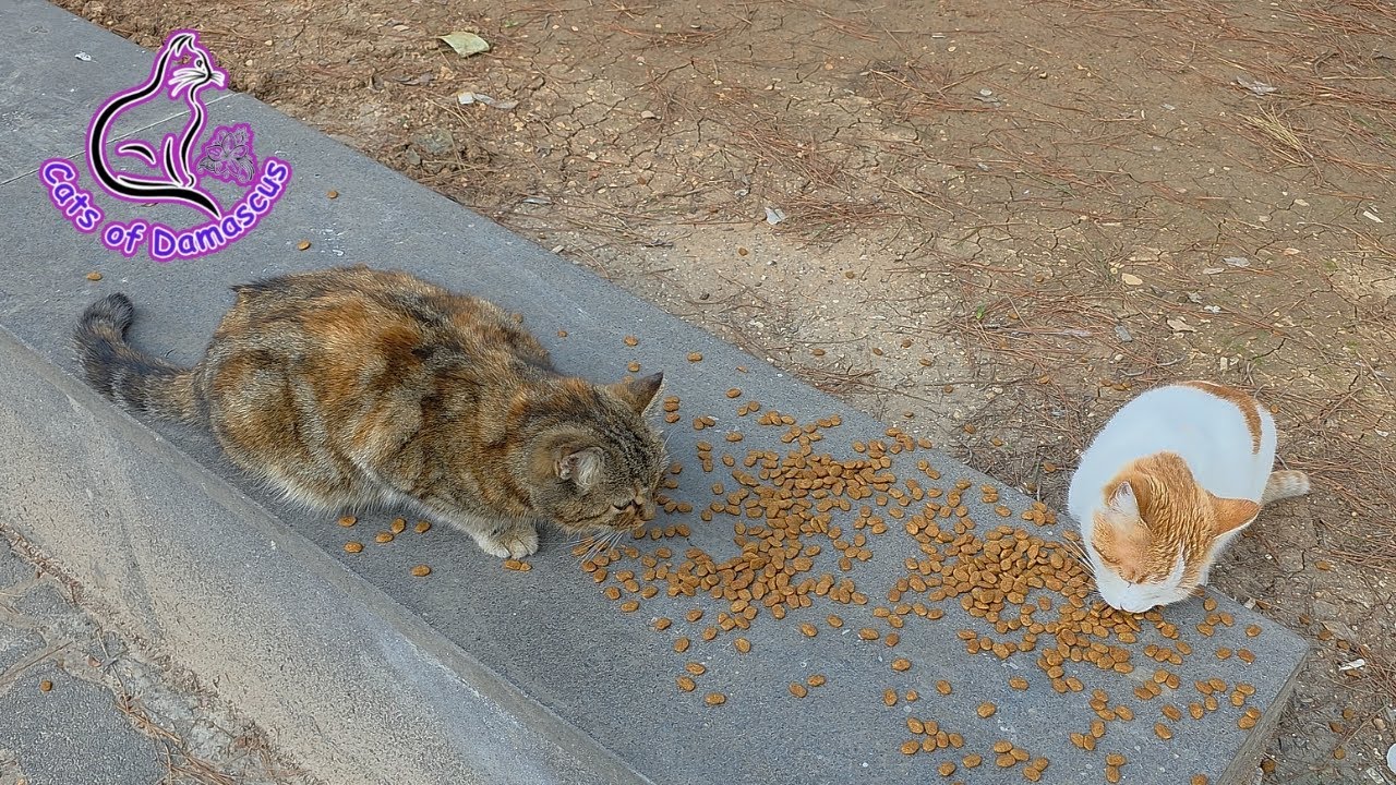 A Day in Damascus: Caring for Stray Cats with Love ❤️🌸