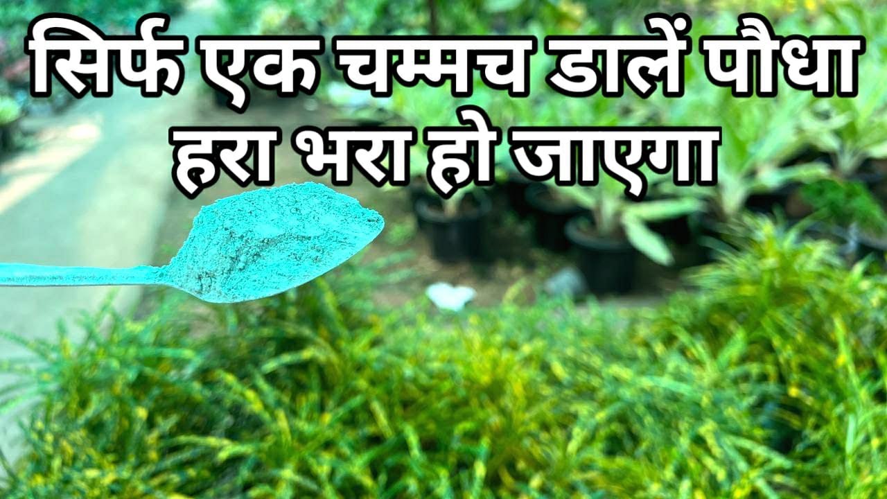 सिर्फ एक चम्मच  पौधे में यह चीज़ डालें पौधा 2 दिन में हरा भरा हो जाएगा
