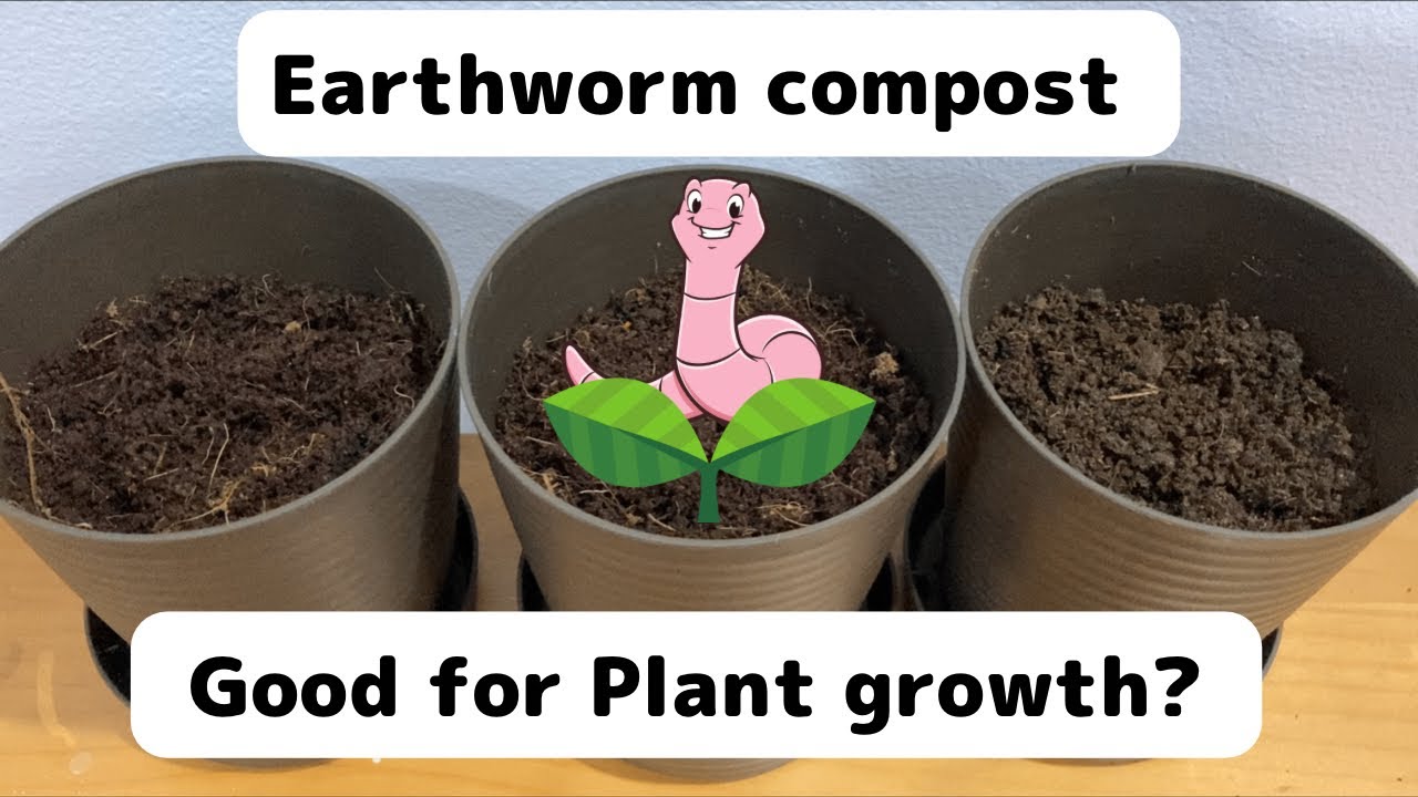 【SDGs】vermicompost really good for plant growth? #earthworm   #gardening #soil