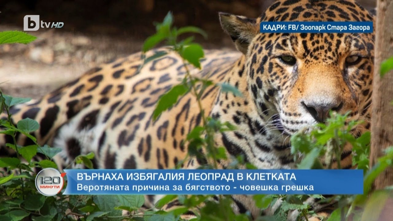 Върнаха избягалия леопард от зоопарка в Стара Загора в клетката | „120 минути“ (18.06.2023) | БТВ