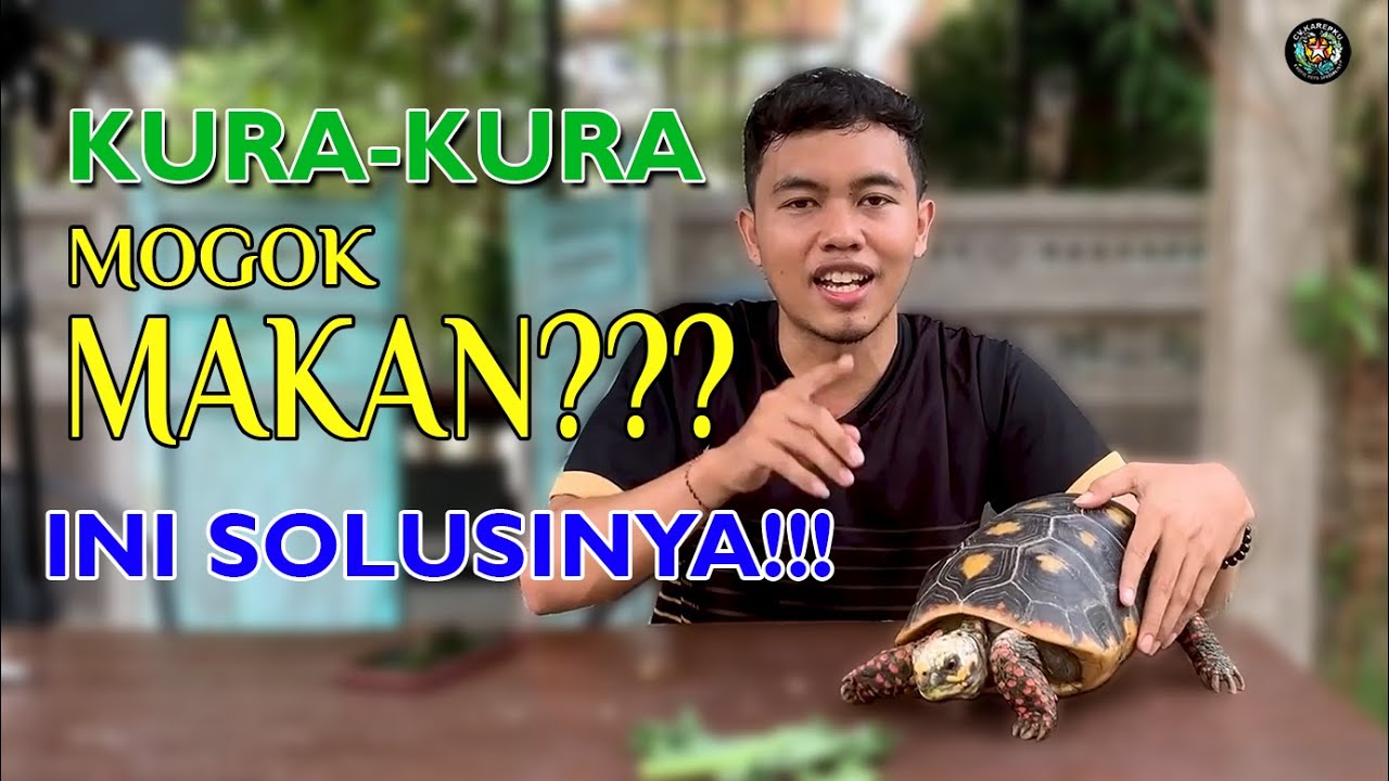 SOLUSI MOGOK MAKAN | Kura-kura Darat