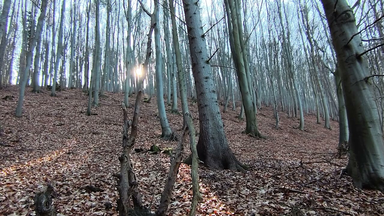 Live Nature - Morning In The Forest, The Screen Theme