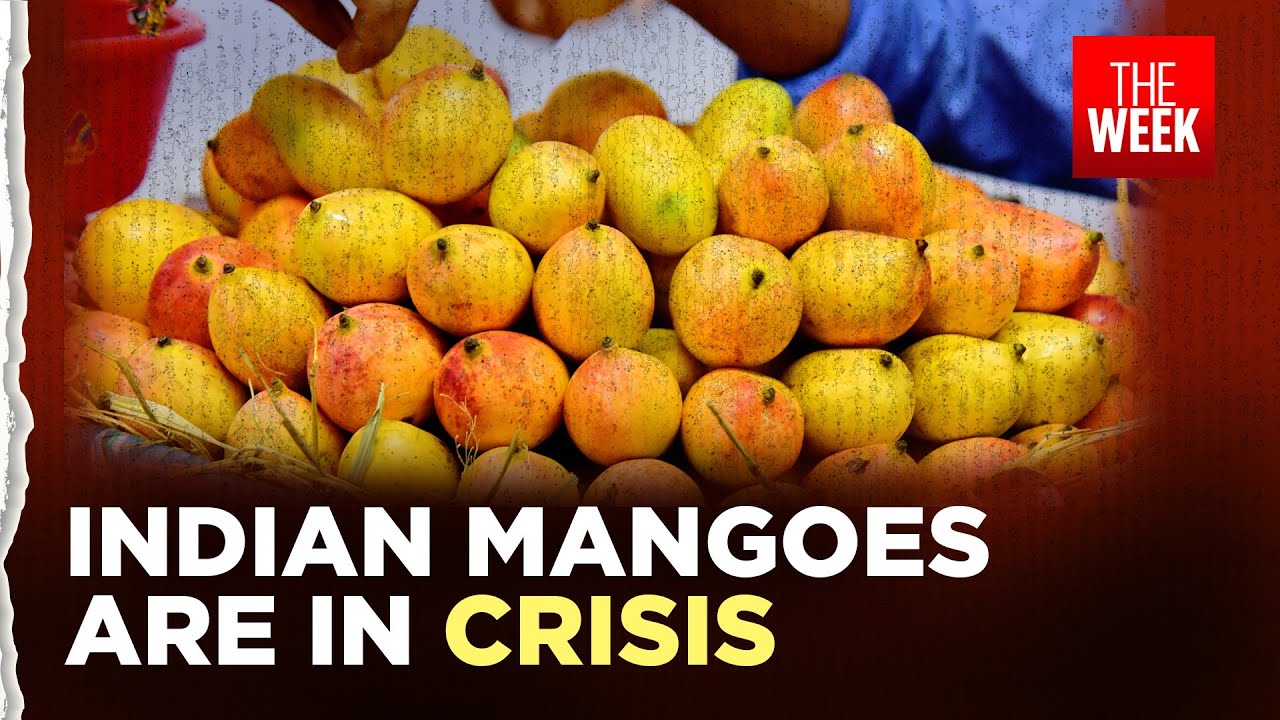 Mango crisis in India | Why farmers are struggling and what&rsquo;s causing the decline
