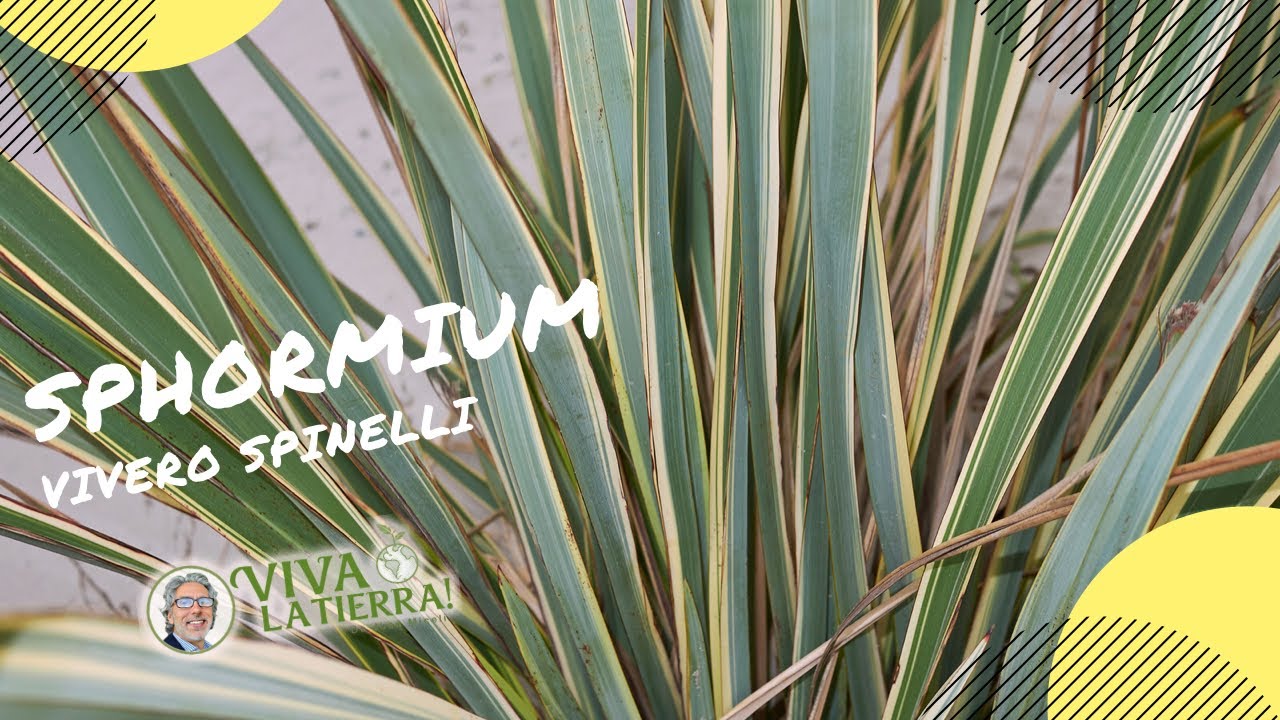 La planta destacada del mes: el Phormium!