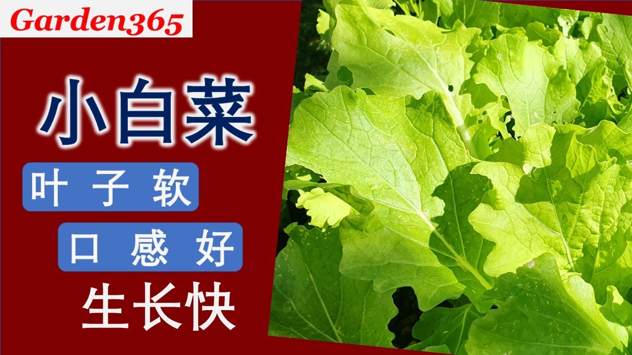 【四季小白菜】怎样种四季小白菜？How to grow Taiwan cabbage