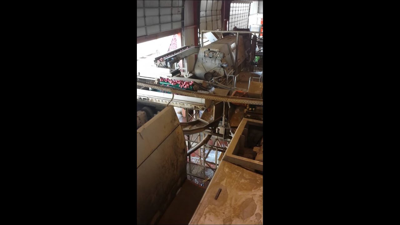 Potato wash line - Israel potato packing plant - Sharon Region