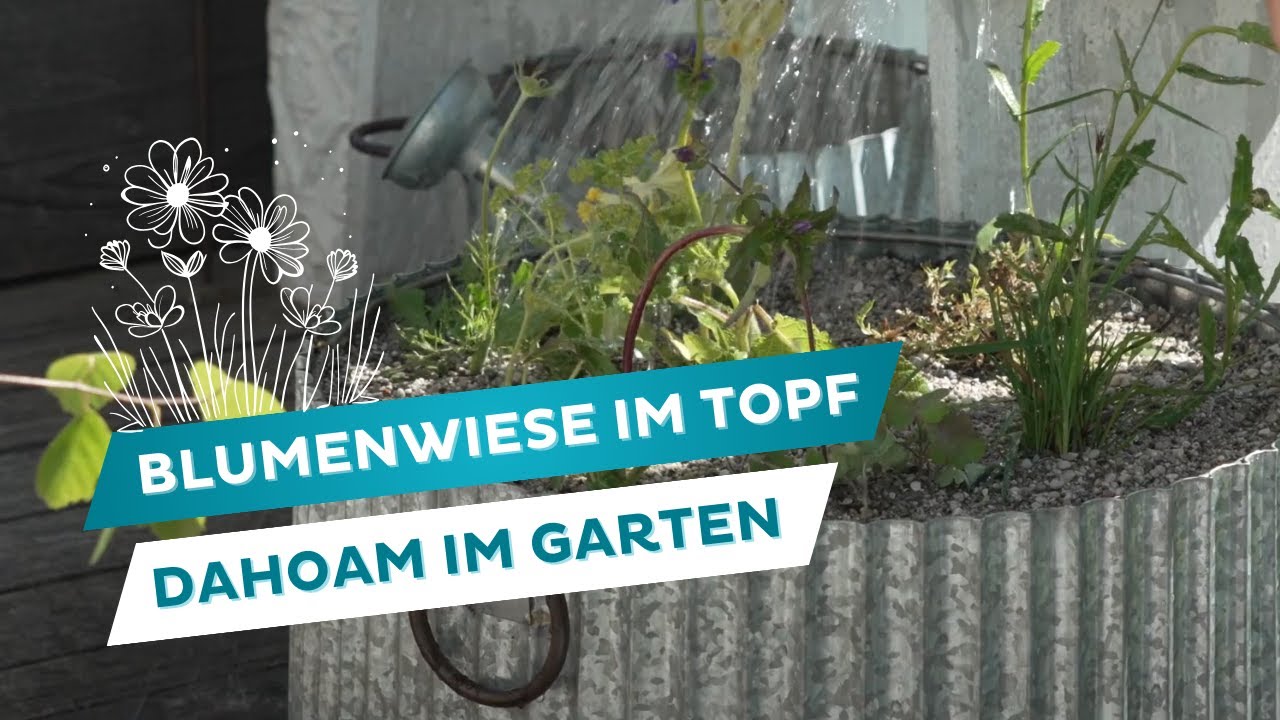 🌼Blumenwiese für Balkon, Terrasse oder Reihenhausgarten🏠