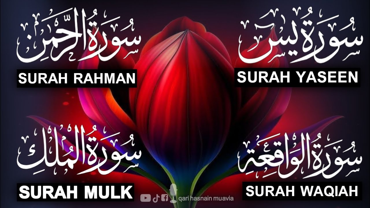 Surah Yasin ❤️ Surah Rahman , Surah Waqiah , Surah Mulk | Ep 292,یس
