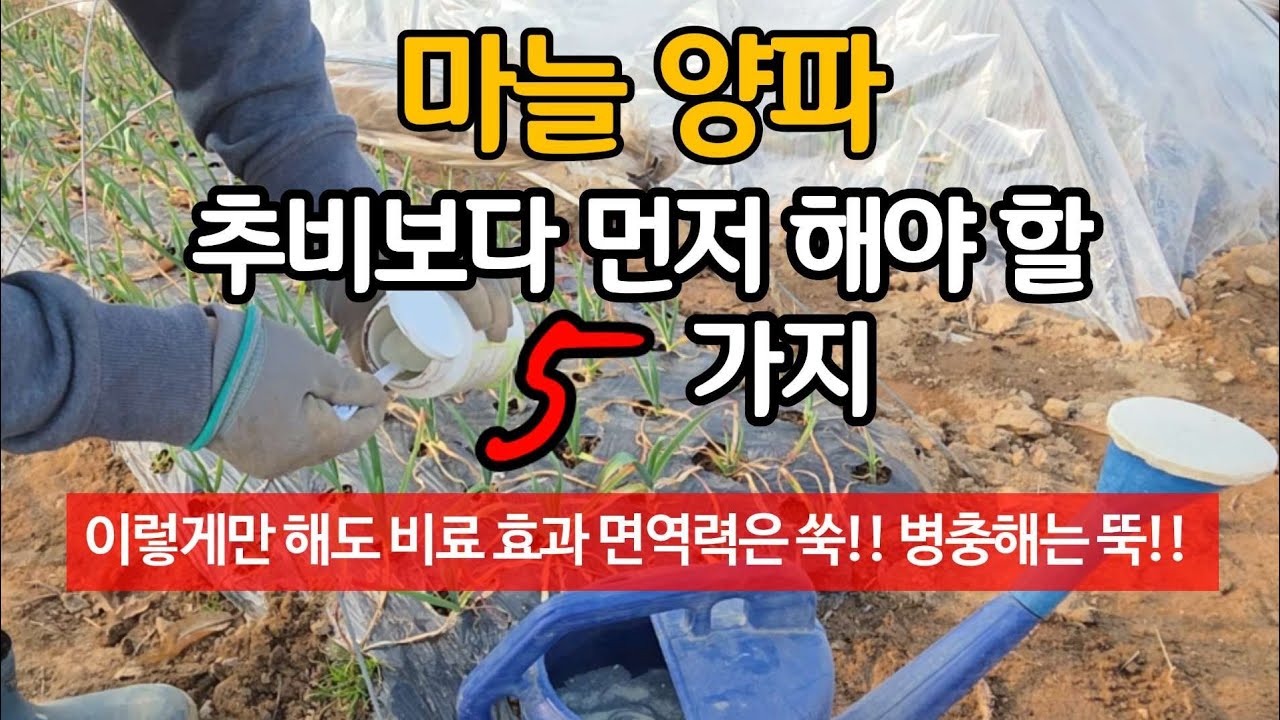 마늘 양파 추비 보다 꼭 먼저 해야 할 5가지 - 비료 절감. 성장촉진. 병충해 예방에 효과 만점