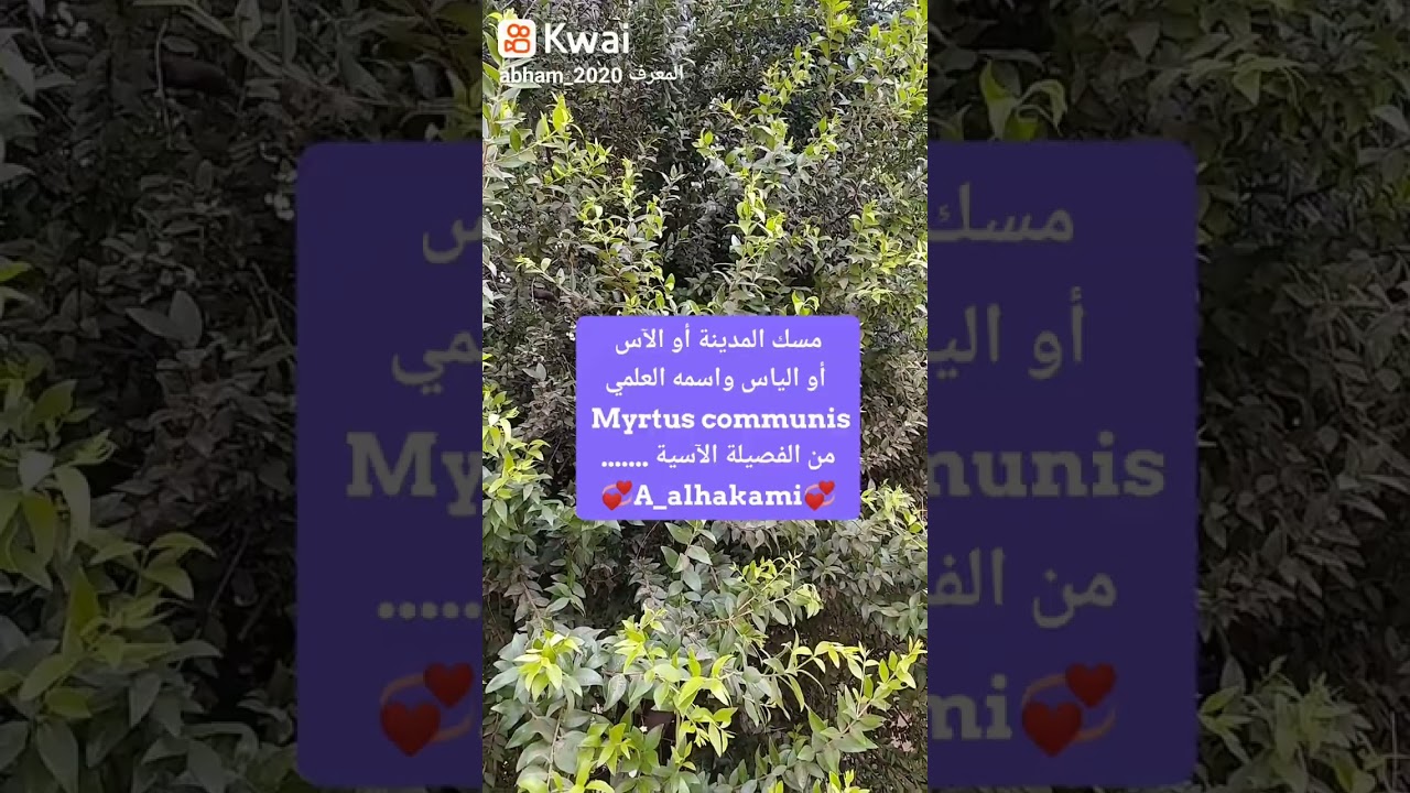 956 - شجرة مسك المدينة أو الآس أو الياس واسمه العلمي : Myrtus communis لعلاج الغرغرينا الجزء الأول .