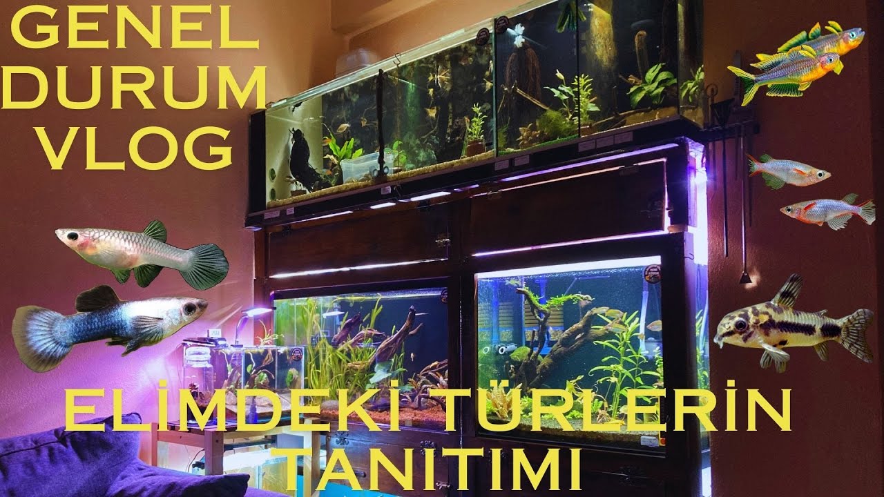 SON DURUM AKVARYUM VLOG  ELIMDEKi TÜRLERiN TANITIMI - AKVARYUM BALIKLARI