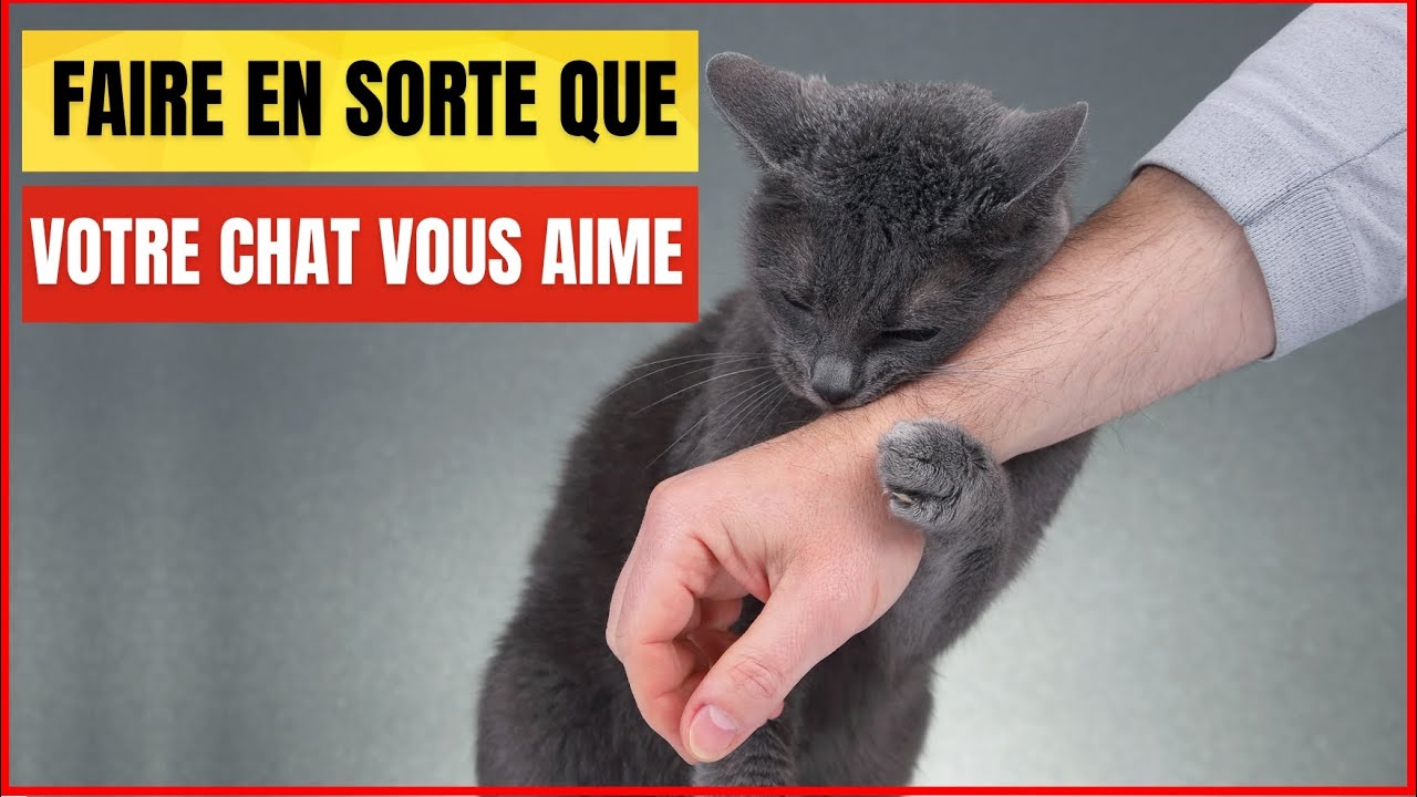 10 fa&ccedil;ons scientifiques de vous faire aimer par un Chat | Incroyablement Top