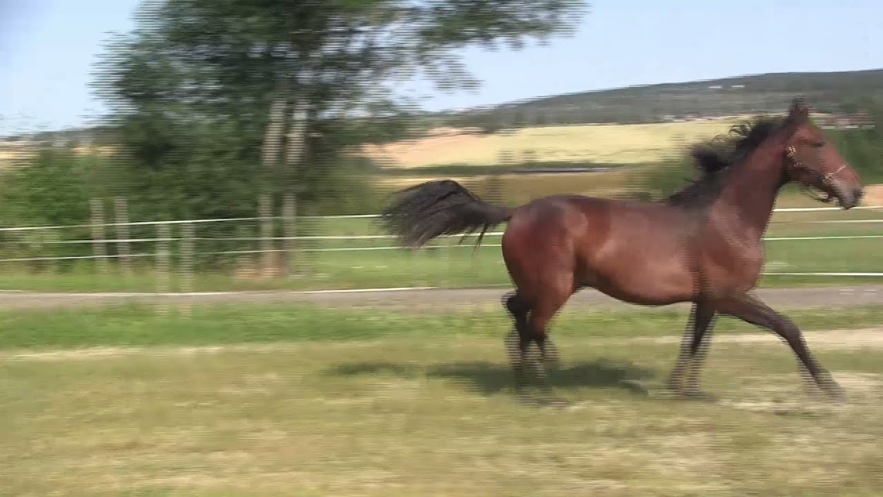 Paolini The Bank Poulini Byvang