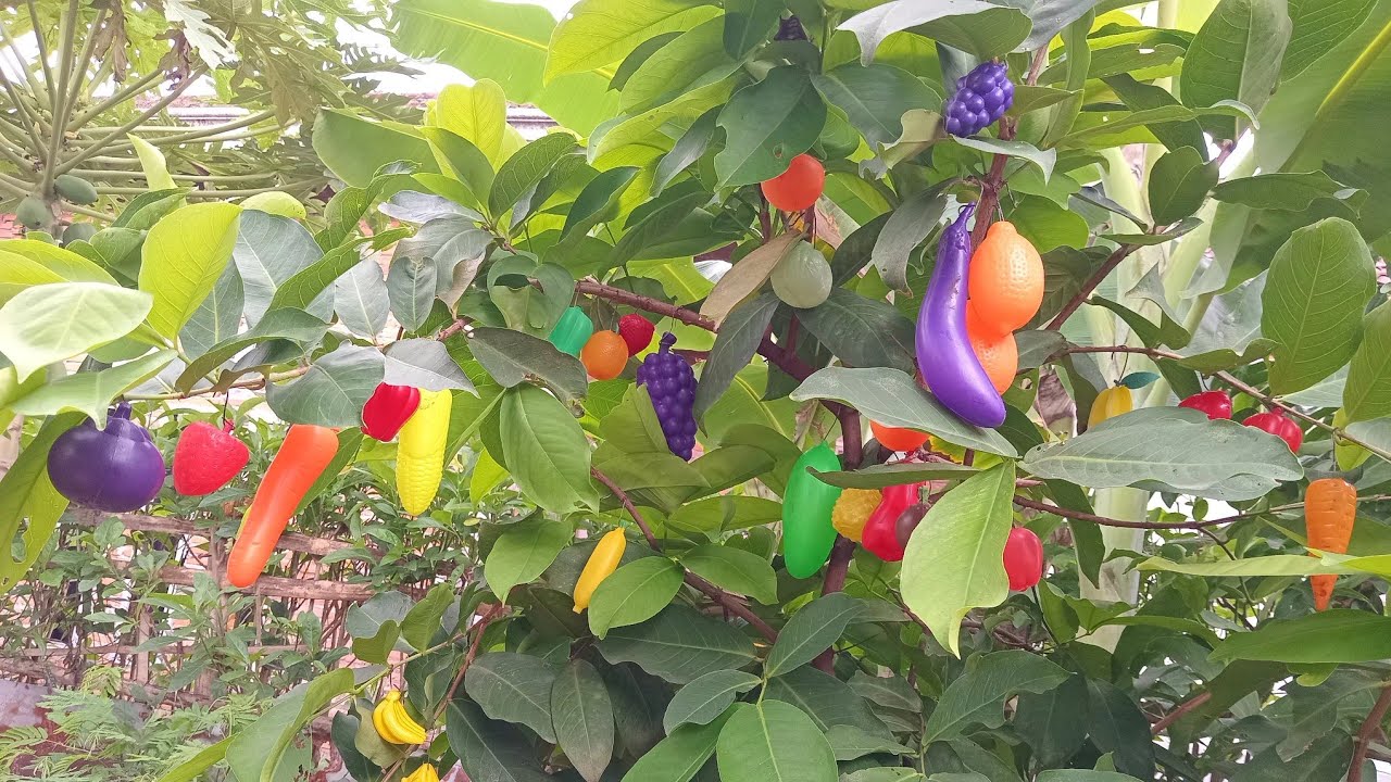 di batang pohon nangka ada buah buahan pisang🍌nanas🍍mangga 🥭stroberi🍓jagung sambil berhujan hujanan