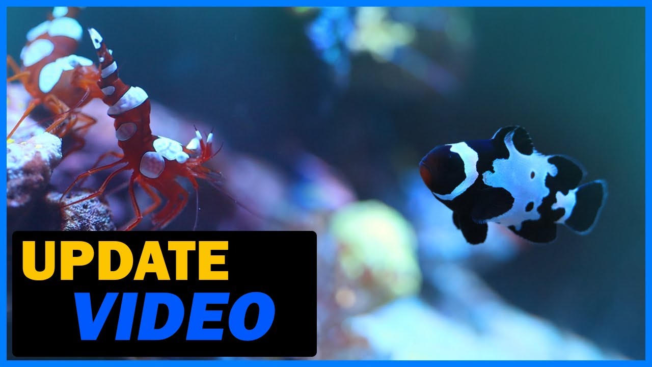 Nano Reef Tank 13 Month Update | Waterbox Peninsula Mini 25