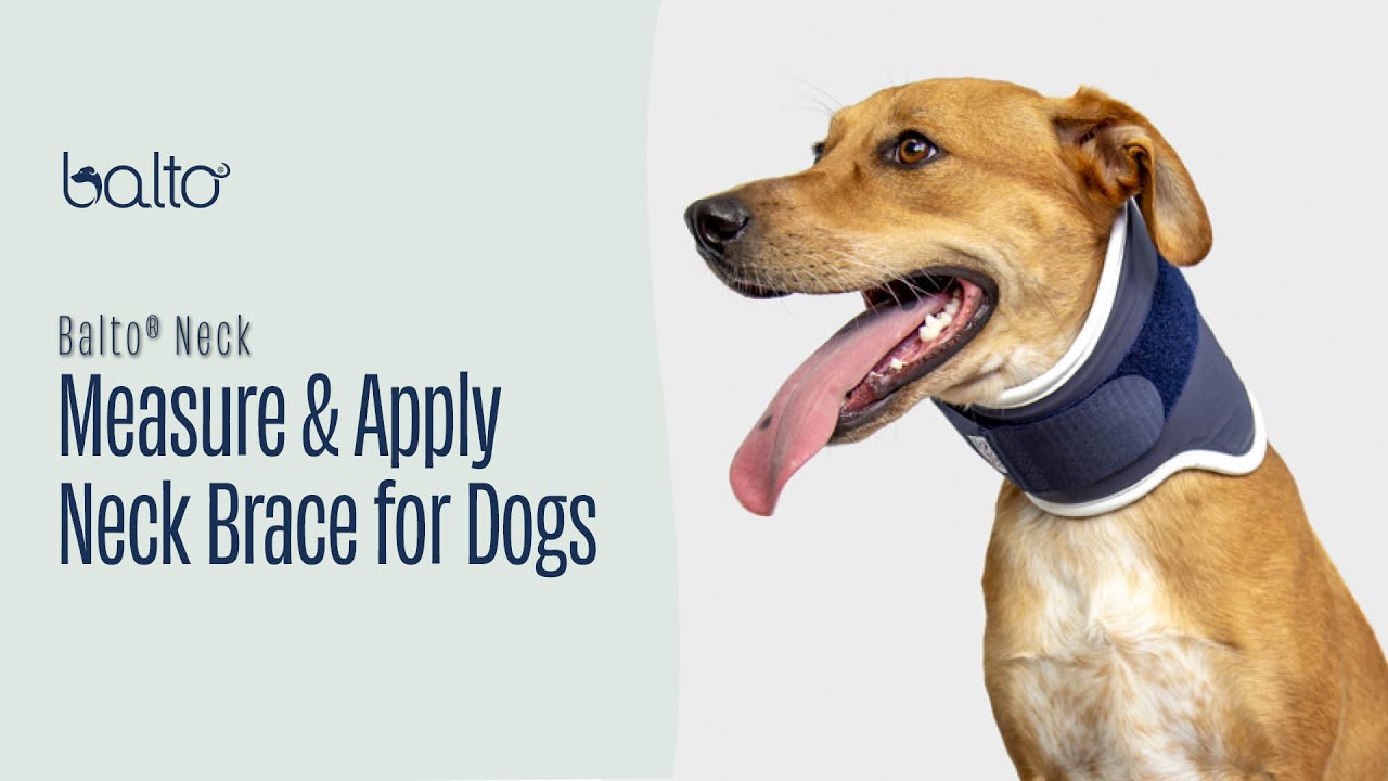 How To Measure and Apply a Rigid Neck Brace on A Dog