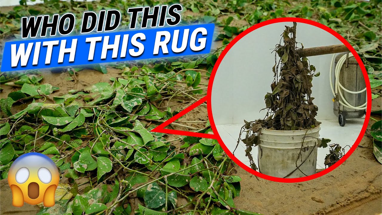 Cleaning Up A Carpet That Was Abandoned For Years With Overgrown Grass Surprising Everyone