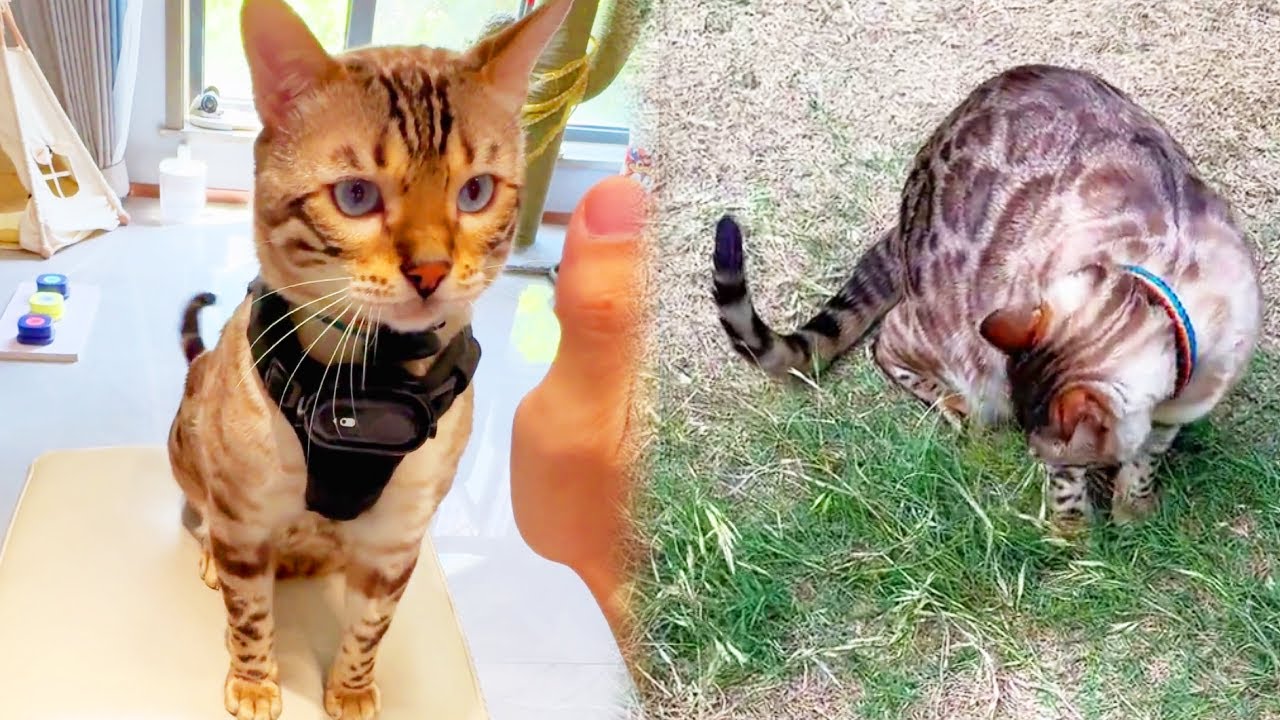 歷時一個半月新的貓咪小院修整完整，貓咪全員入住，可把八條興奮壞了【小鋒真喵啊】#貓小院 #貓咪小院