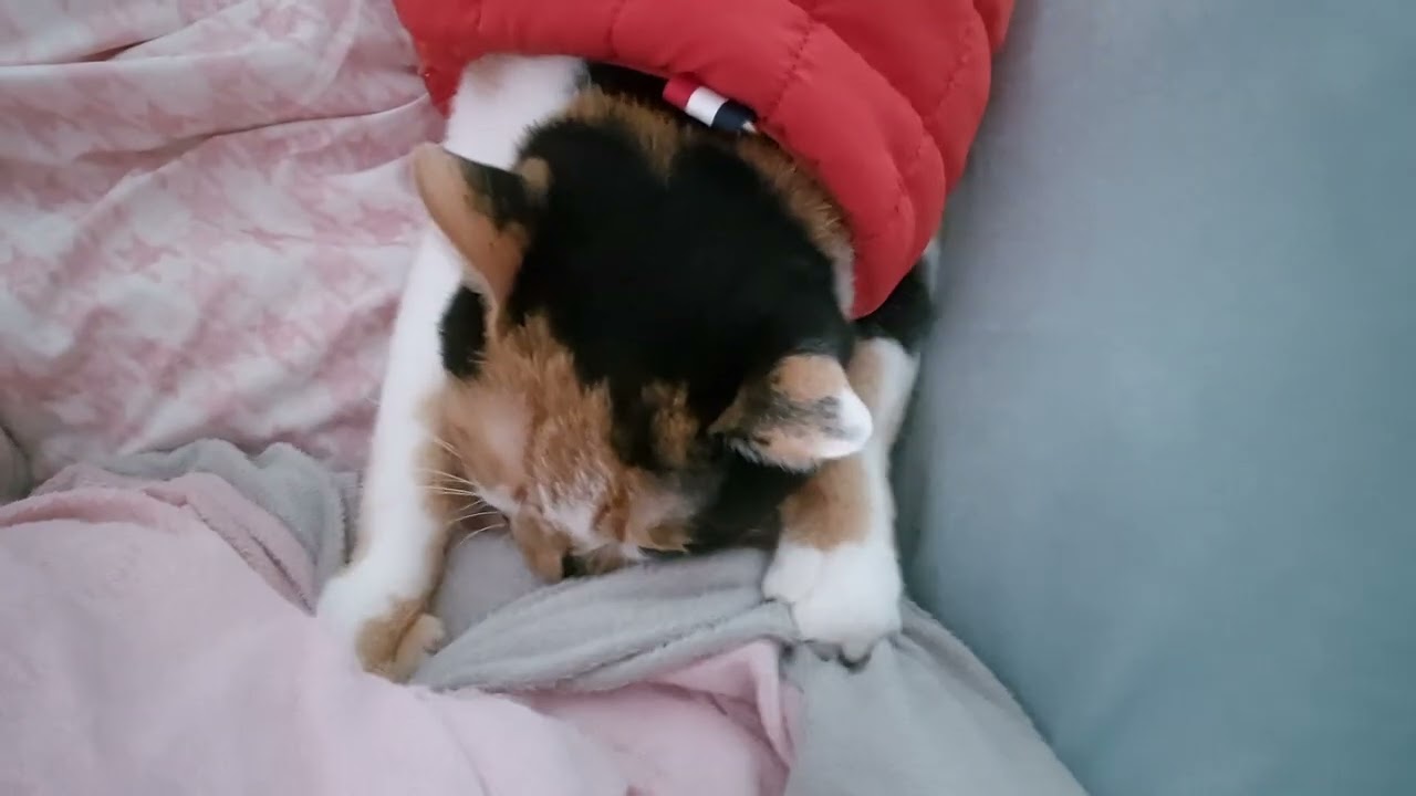꾹꾹이란