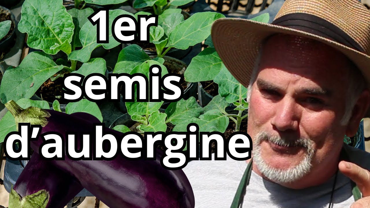 Le Semis en Plaques Alvéolées Qui Révolutionne Tout ! Aubergines Éblouissantes.