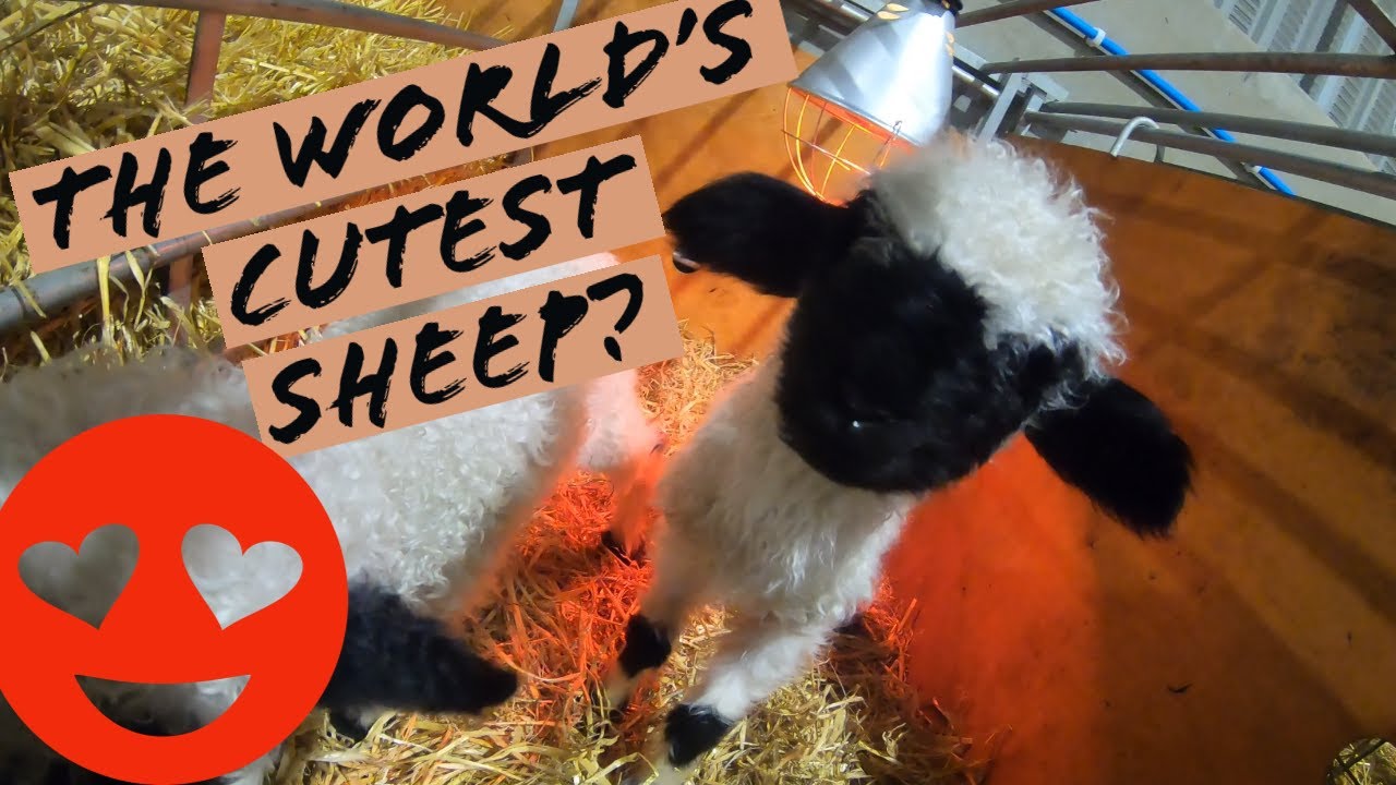 SHEARING VALAIS BLACKNOSE SHEEP!