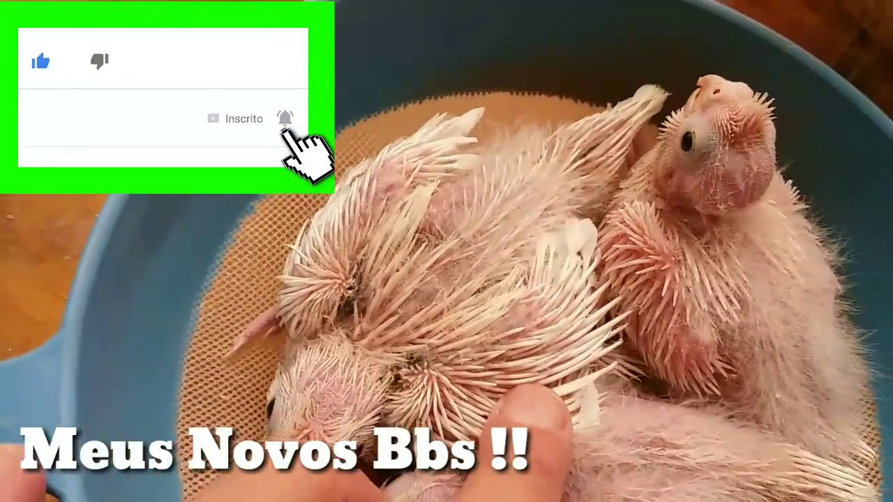 CALOPSITAS - MEUS NOVOS BBS REVERSOS CARA BRANCA #cockatiel #aves #calopsita
