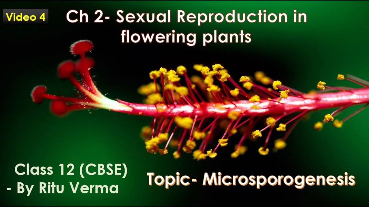 CBSEE/ NEET Grade 12- Ch2- Sexual Reproduction in flowering plants- MICROSPOROGENESIS