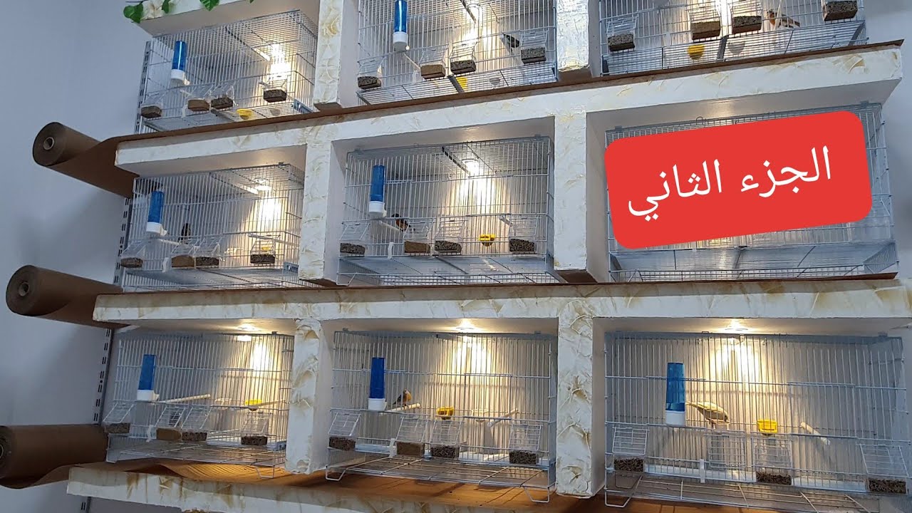 ماذا نقدم لطيورنا في مرحلة غيار الريش الجزء 2