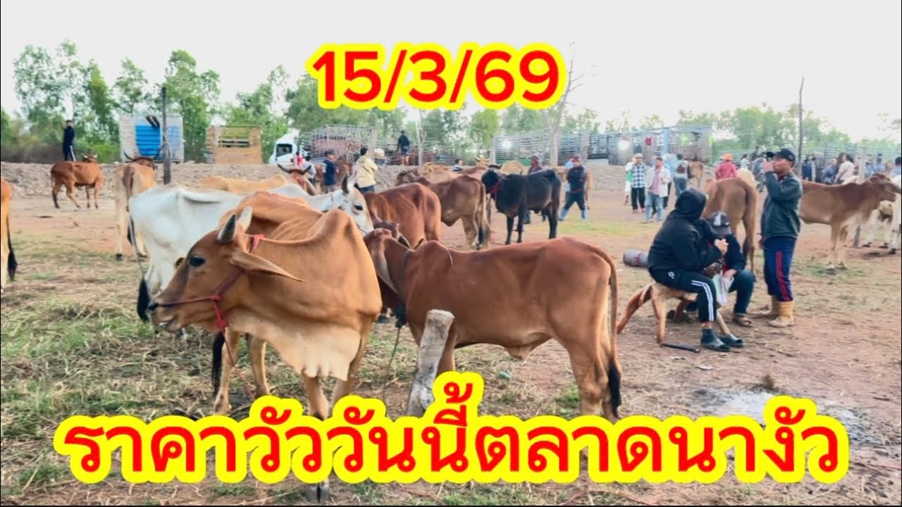 ราคาวัววันนี้ตลาดนางัว อ.สว่างแดนดิน จ.สกลนคร #ราคาวัววันนี้ 15/3/69